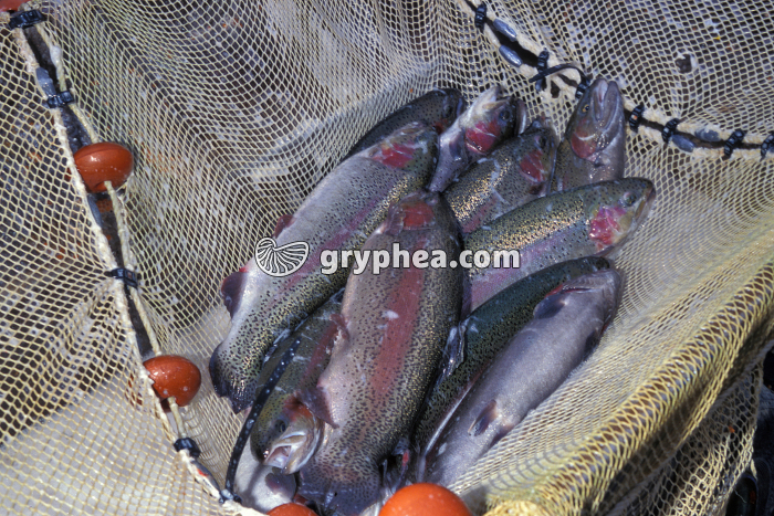 Truite arc-en-ciel - adultes (reproducteurs) - gryphea.com